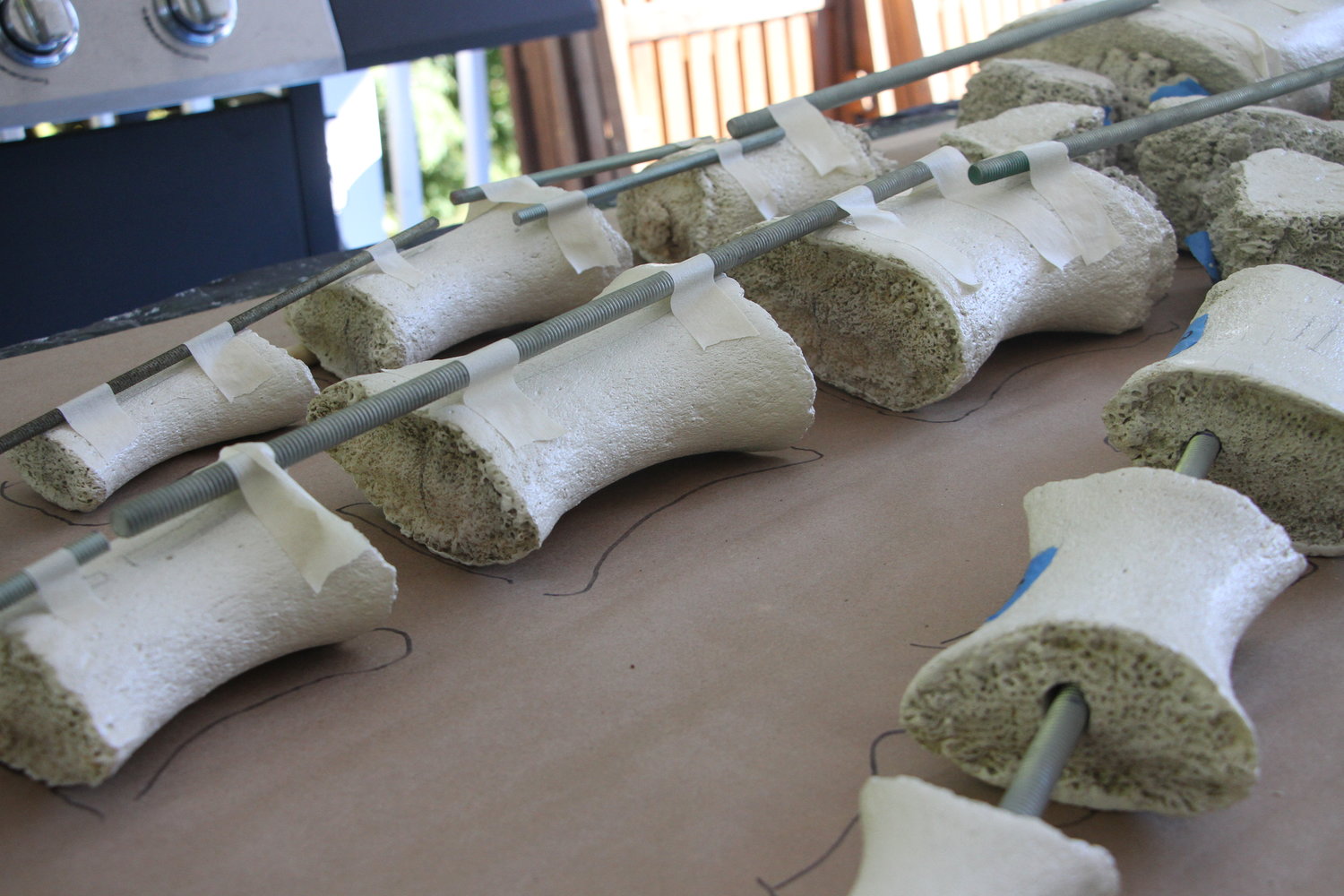 The flipper bones of a gray whale displayed on a table at the home of Mario Rivera and Stefanie Worwag